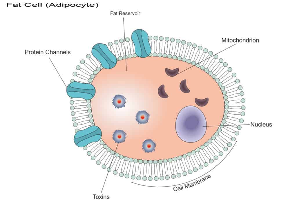 toxic fat cell