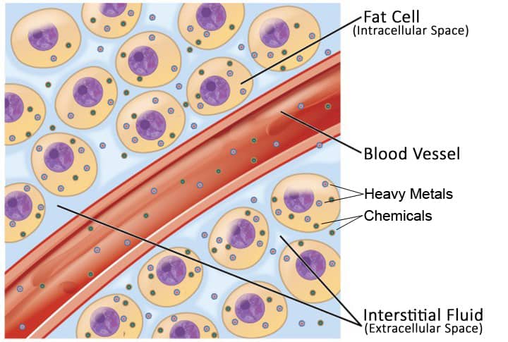 toxic fat cells and blood vessel