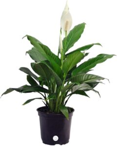 Peace Lily