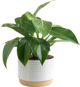 Philodendron