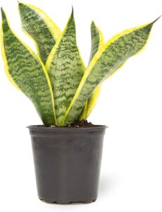 snake plant