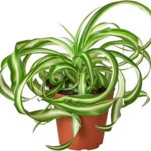Spider Plant