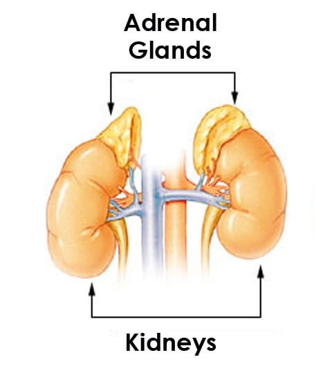 adrenals