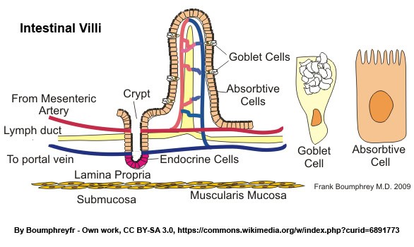 intestinal villi